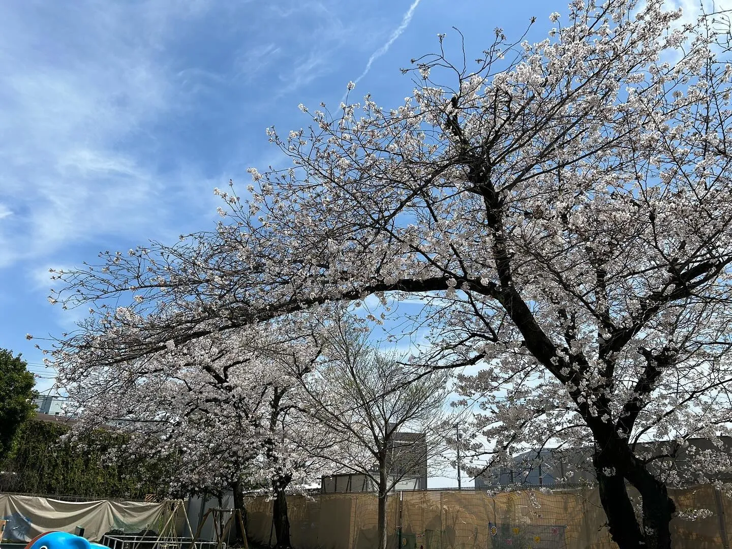 ことしの桜の満開も保育園のリフォームで迎える